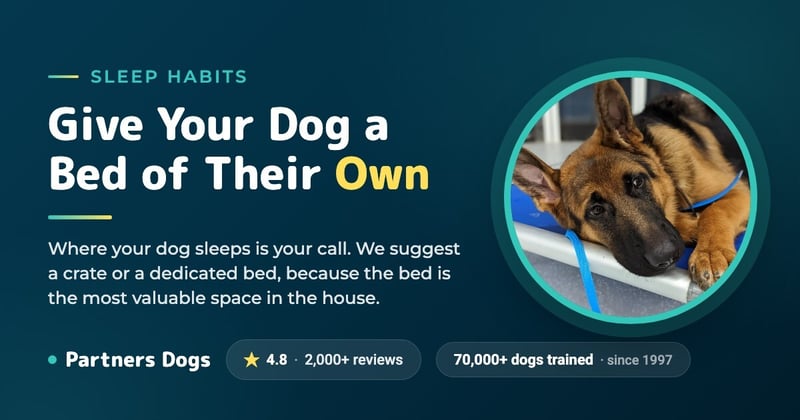 Why your dog SHOULD NOT sleep in your bed!