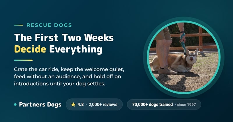 Working with rescue dogs