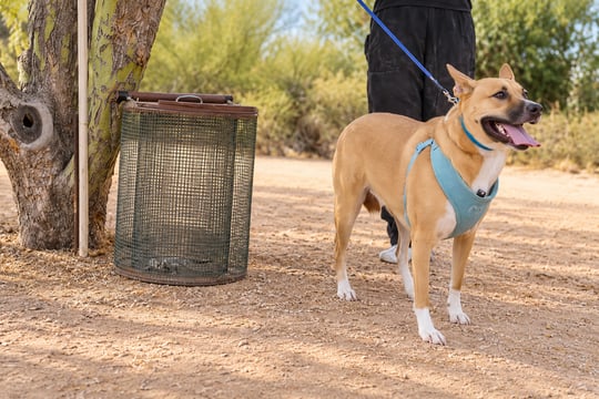 Tan dog wearing a turquoise harness beside a secured mesh training cage, with the handler’s lower body in the background.