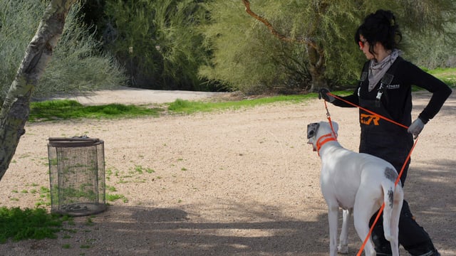 A Partners Dogs trainer in black training gear leads a white dog on a long leash along a sandy desert wash trail during a Rattlesnake Avoidance session, shaded by mesquite and paloverde trees. No snake is visible in the photo.