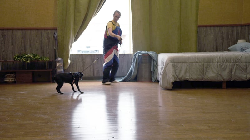 A Partners Dogs trainer in protective gear works an adult black dog on leash indoors during a snake-avoidance intro session in a dim, curtained training room set up like a bedroom.