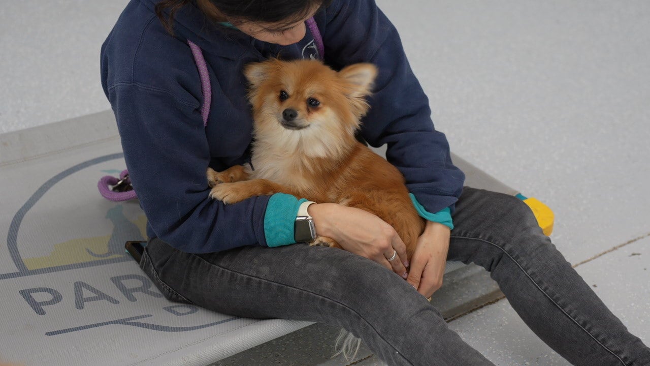 A person in a navy hoodie sits on a branded Partners Dogs place-cot indoors, gently cradling a fluffy red Pomeranian in their lap with a hand resting against the dog's side.