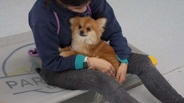 A person in a navy hoodie sits on a branded Partners Dogs place-cot indoors, gently cradling a fluffy red Pomeranian in their lap with a hand resting against the dog's side.