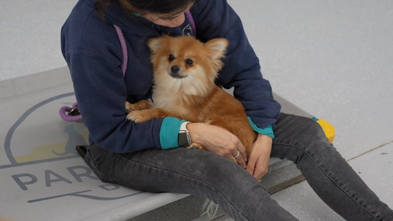 A person in a navy hoodie sits on a branded Partners Dogs place-cot indoors, gently cradling a fluffy red Pomeranian in their lap with a hand resting against the dog's side.