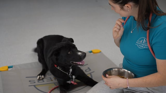 A Partners Dogs trainer in a teal branded shirt holds a stainless steel food bowl and a treat while a calm black Lab mix lies in a down on a Partners Dogs branded mat indoors, looking up attentively.