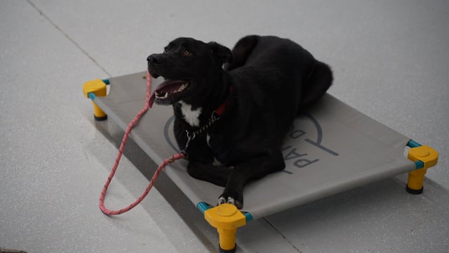 A relaxed black Lab-mix dog with a white chest patch lies on a grey Partners Dogs place-cot, tongue out, with a pink rope leash draped over the cot on a speckled indoor training floor.