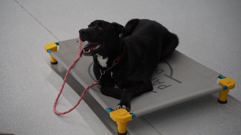 A relaxed black Lab-mix dog with a white chest patch lies on a grey Partners Dogs place-cot, tongue out, with a pink rope leash draped over the cot on a speckled indoor training floor.