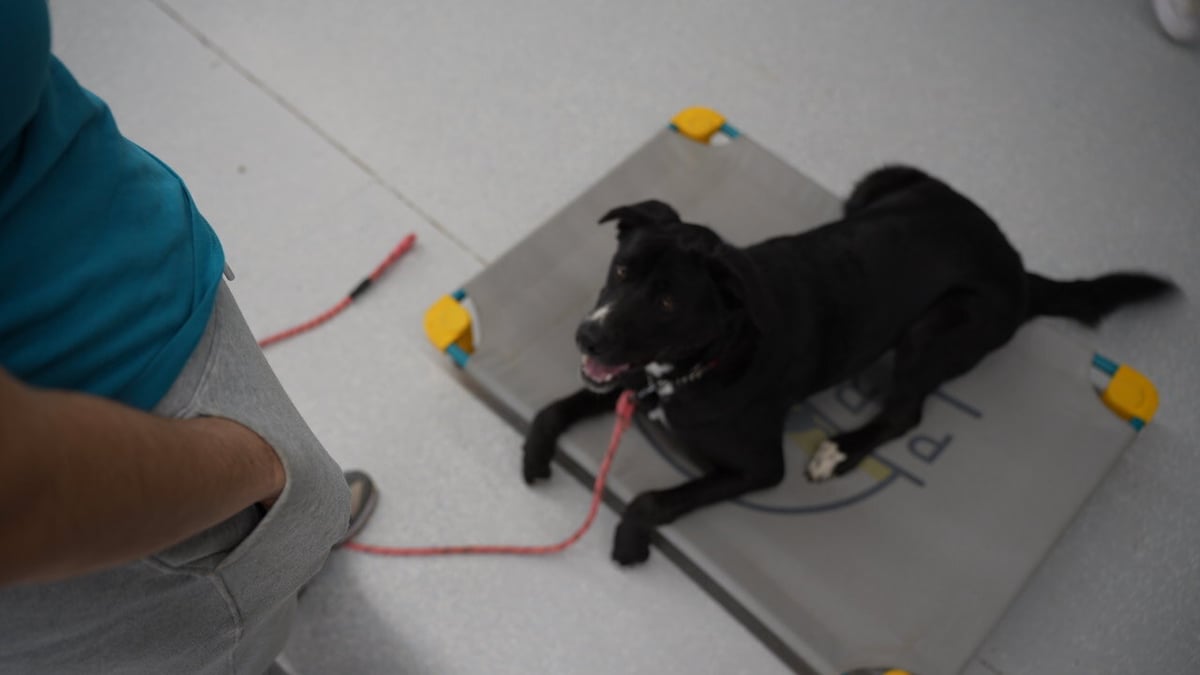 Trainer working a down-stay with a dog on a place-board, the kind of session a Pet Parent should be able to watch before booking