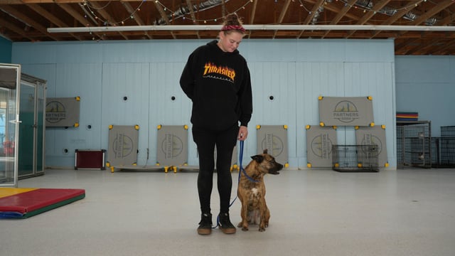 Handler standing with a brindle dog sitting attentively at heel on a loose leash inside the training hall