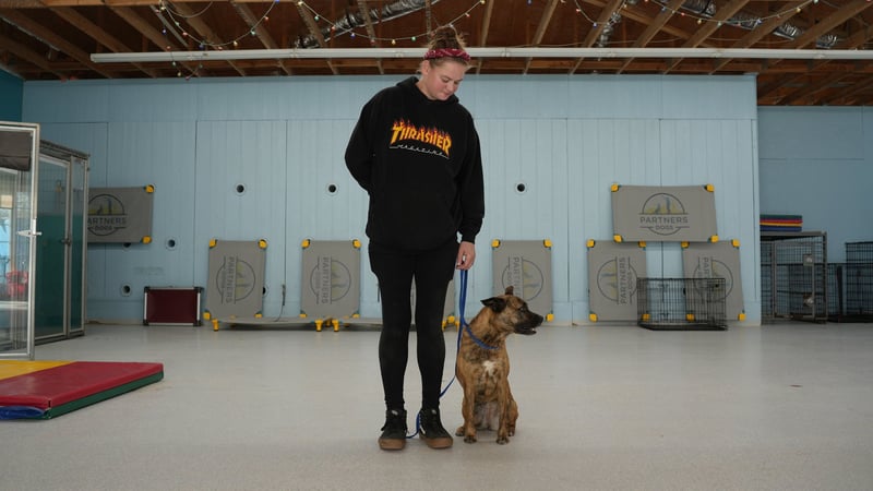 Handler standing with a brindle dog sitting attentively at heel on a loose leash inside the training hall