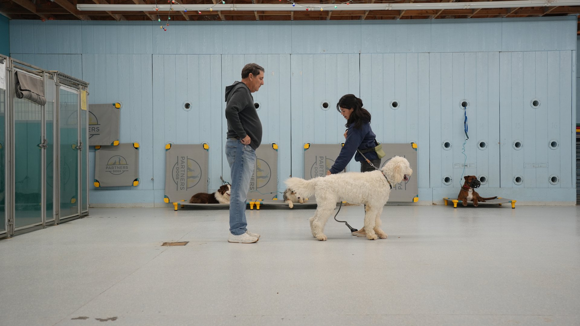 Partners Dogs trainers working an on-leash rep with a Goldendoodle on the training floor while three adult dogs hold a calm place-stay in the background, part of a DaySchool dog daycare with training day.