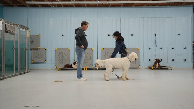 Partners Dogs trainers working an on-leash rep with a Goldendoodle on the training floor while three adult dogs hold a calm place-stay in the background, part of a DaySchool dog daycare with training day.