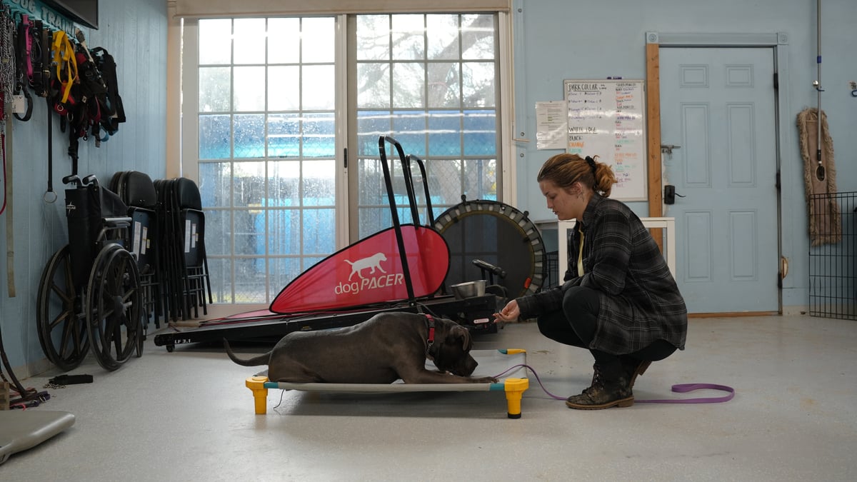 Trainer working one-on-one with a dog in a conditioning room, the kind of individualized attention that produces trackable progress