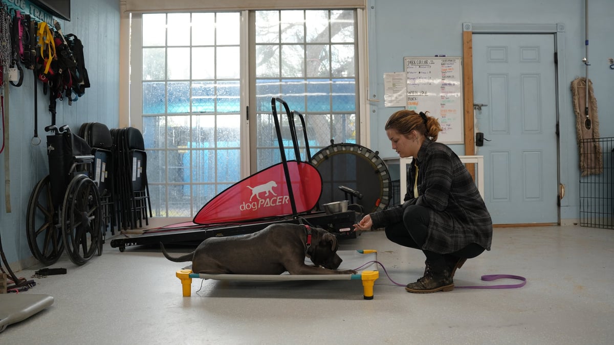 Trainer working one-on-one with a dog in a conditioning room, the kind of individualized attention that produces trackable progress
