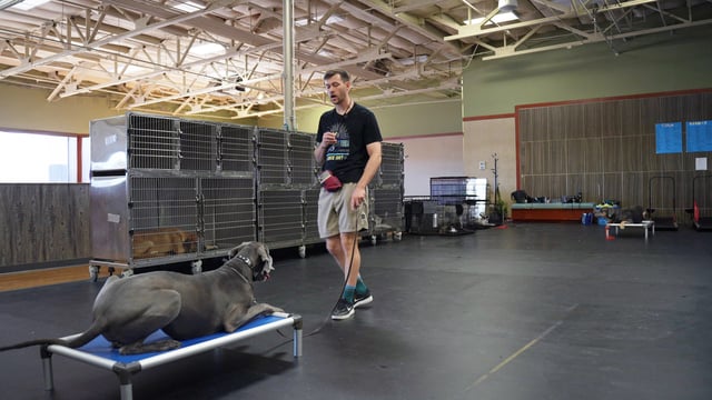 A Partners Dogs trainer stands with a leash beside a large gray adult dog holding a down-stay on a raised blue training cot in the indoor training hall, with stainless kennels lining the wall behind them.