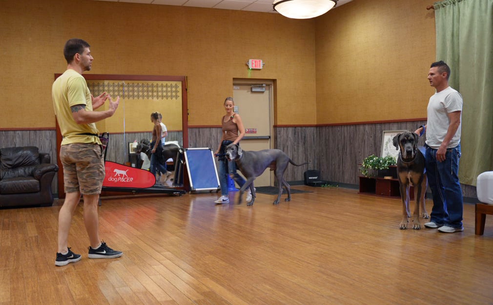 A DaySchool trainer working structured skills with an adult dog in an indoor training room