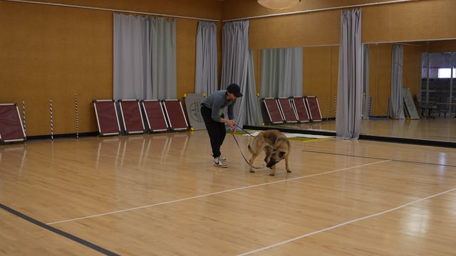 Partners Dogs trainer conducting a behavior evaluation with a client and an adult dog on a training floor