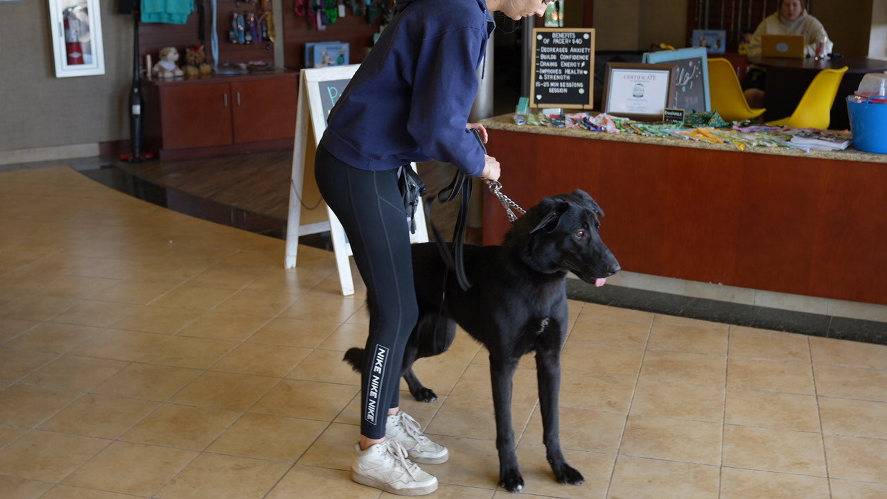 A woman checks in at a dog training facility's front desk, holding the leash of a calm black shepherd-mix dog beside her.