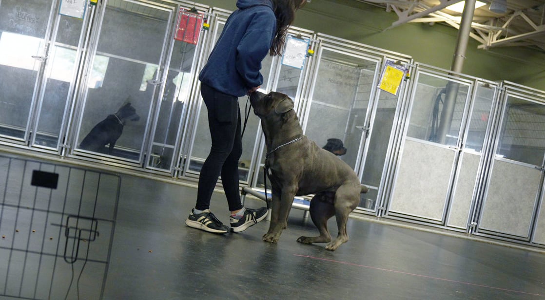 Staff member checking an adult dog in beside the glass-front boarding kennels at a structured Phoenix-area dog boarding facility