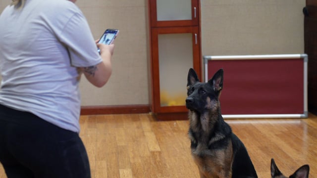 A handler in an indoor training room holds up a phone to film an adult German Shepherd holding a sit-stay, the same kind of clip an online coaching session reviews.