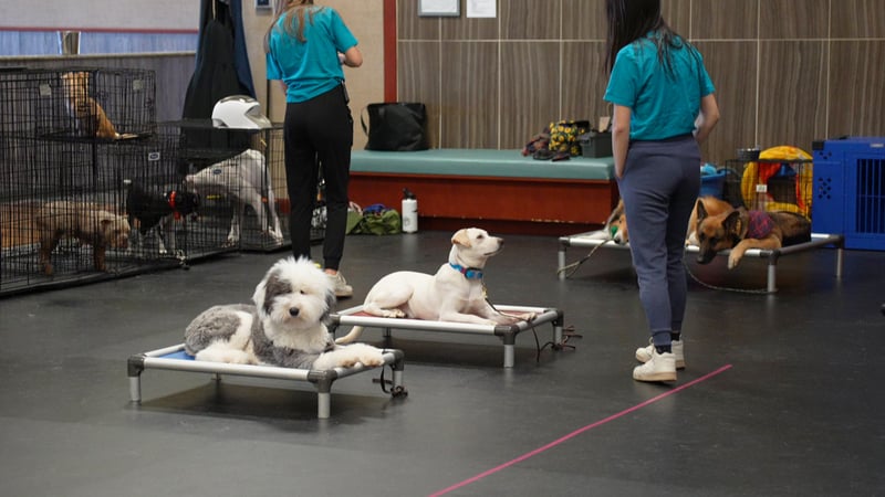 Dogs holding place on raised cots while Partners Dogs trainers supervise the indoor training room