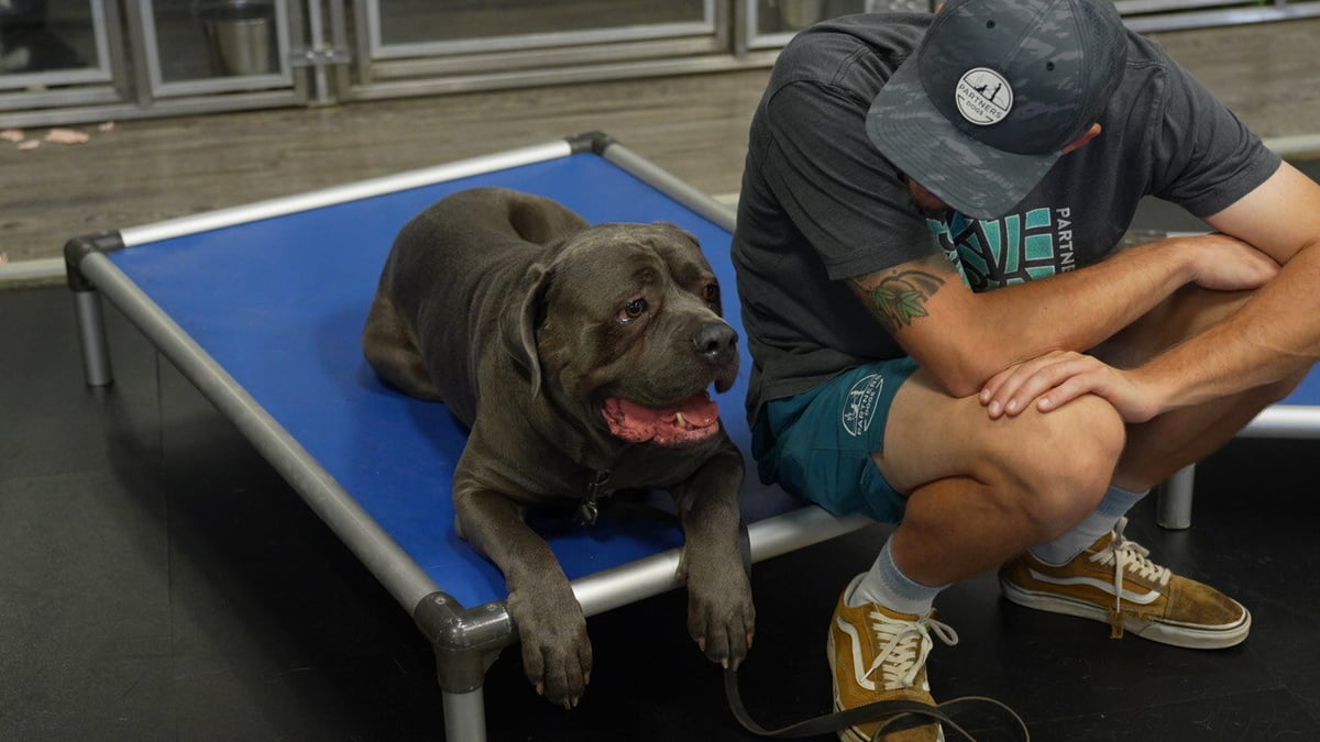 Trainer checking on a large adult dog resting on an indoor place cot, part of a facility's structured daily routine