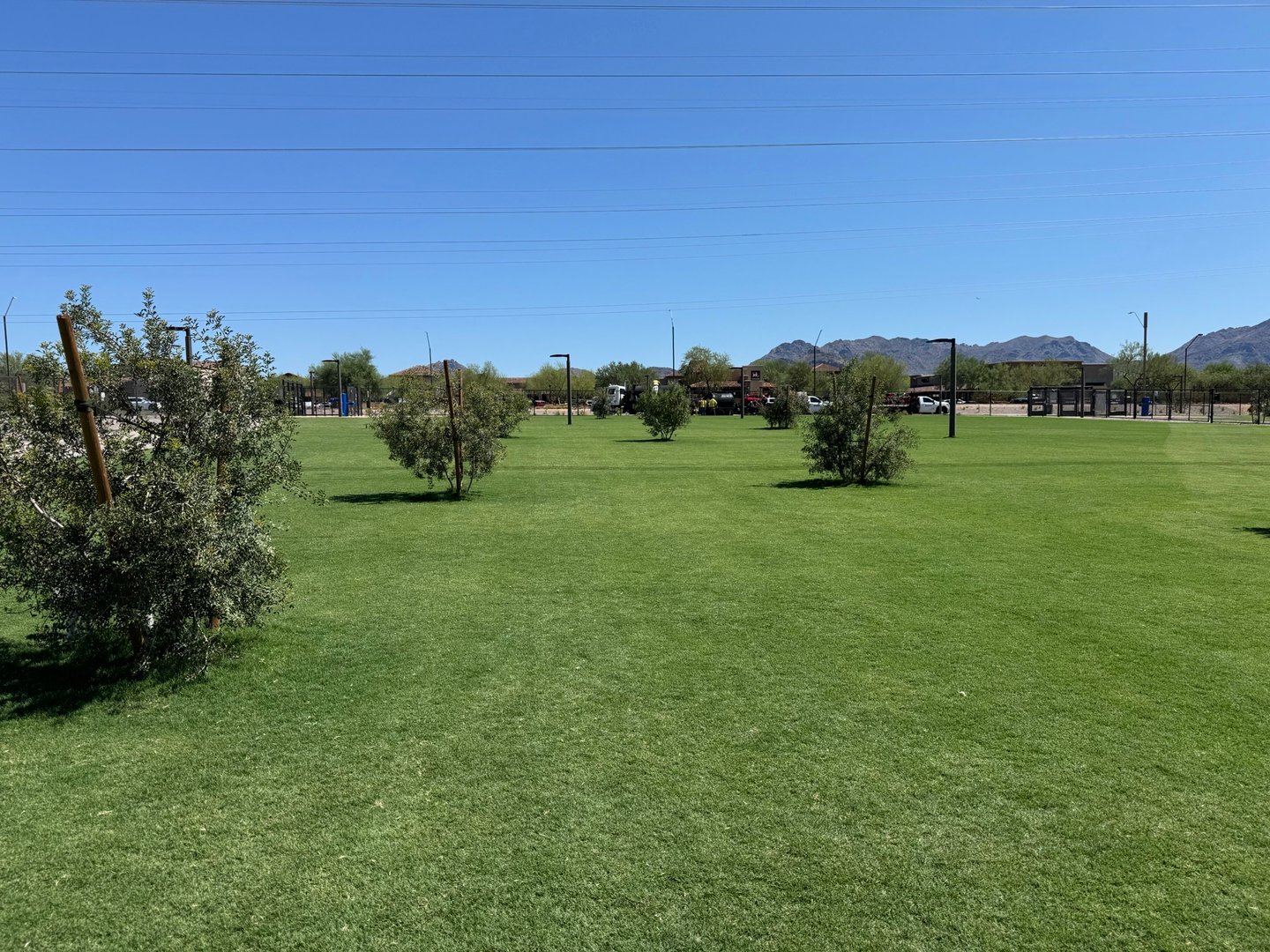 An adult dog trots across the new turf at Thompson Peak Dog Park with the McDowell Mountains in the background, the kind of open off-leash space that calls for a dog ready with reliable recall and calm greetings.