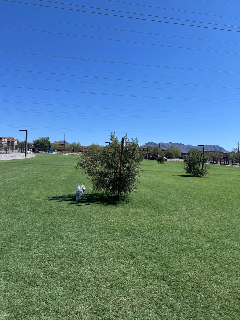 A dog trotting across the new turf at Thompson Peak Dog Park in Scottsdale, with the McDowell Mountains in the background