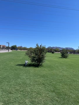 A dog trotting across the new turf at Thompson Peak Dog Park in Scottsdale, with the McDowell Mountains in the background