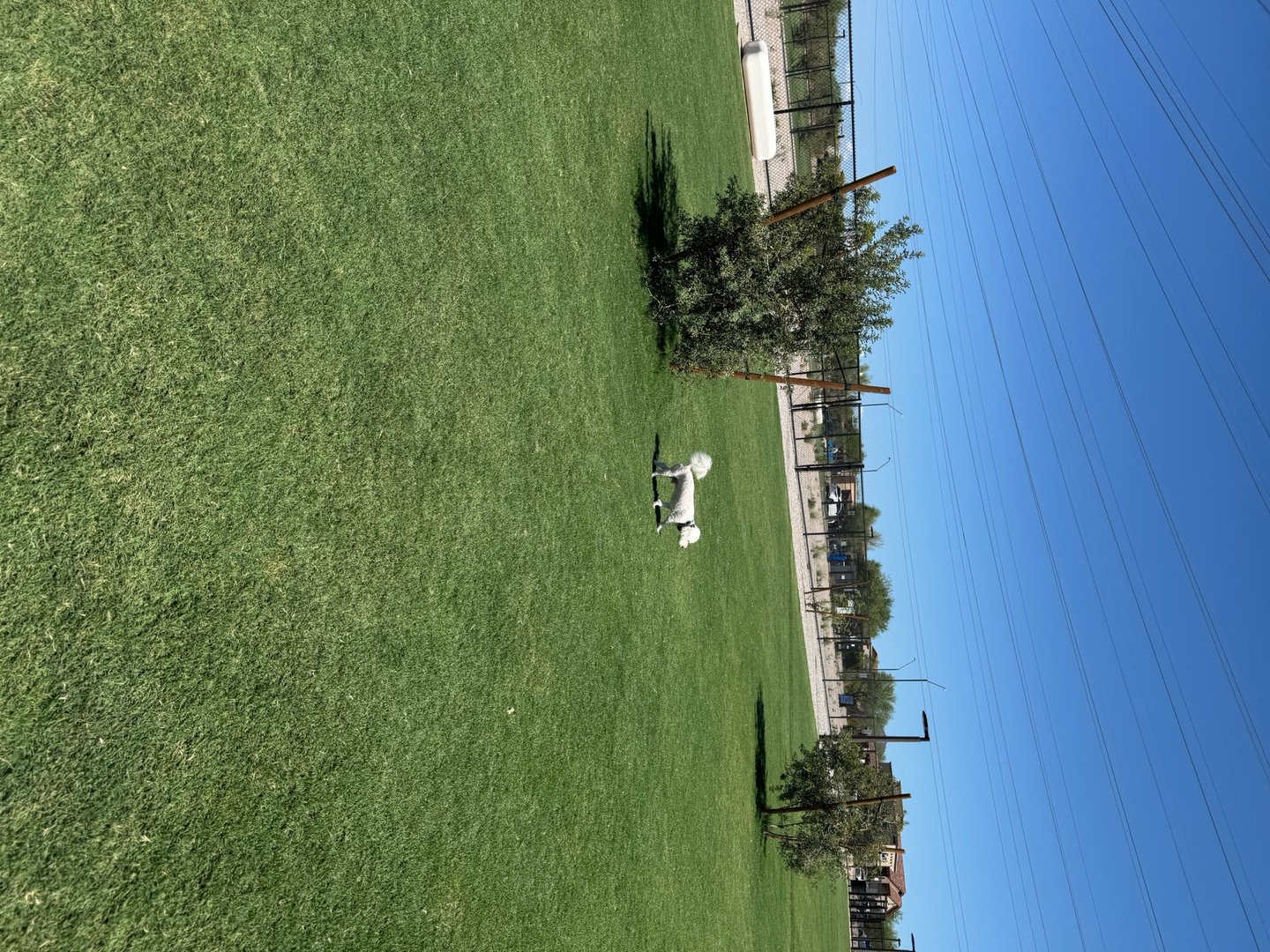 A small white dog stands on the turf at Thompson Peak Dog Park in North Scottsdale, with the fenced play area and neighborhood beyond