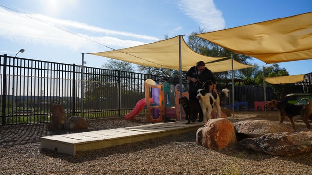 A Partners Dogs staff member supervises several dogs under shade sails on a low deck in an outdoor daycare play yard at the Cave Creek campus.