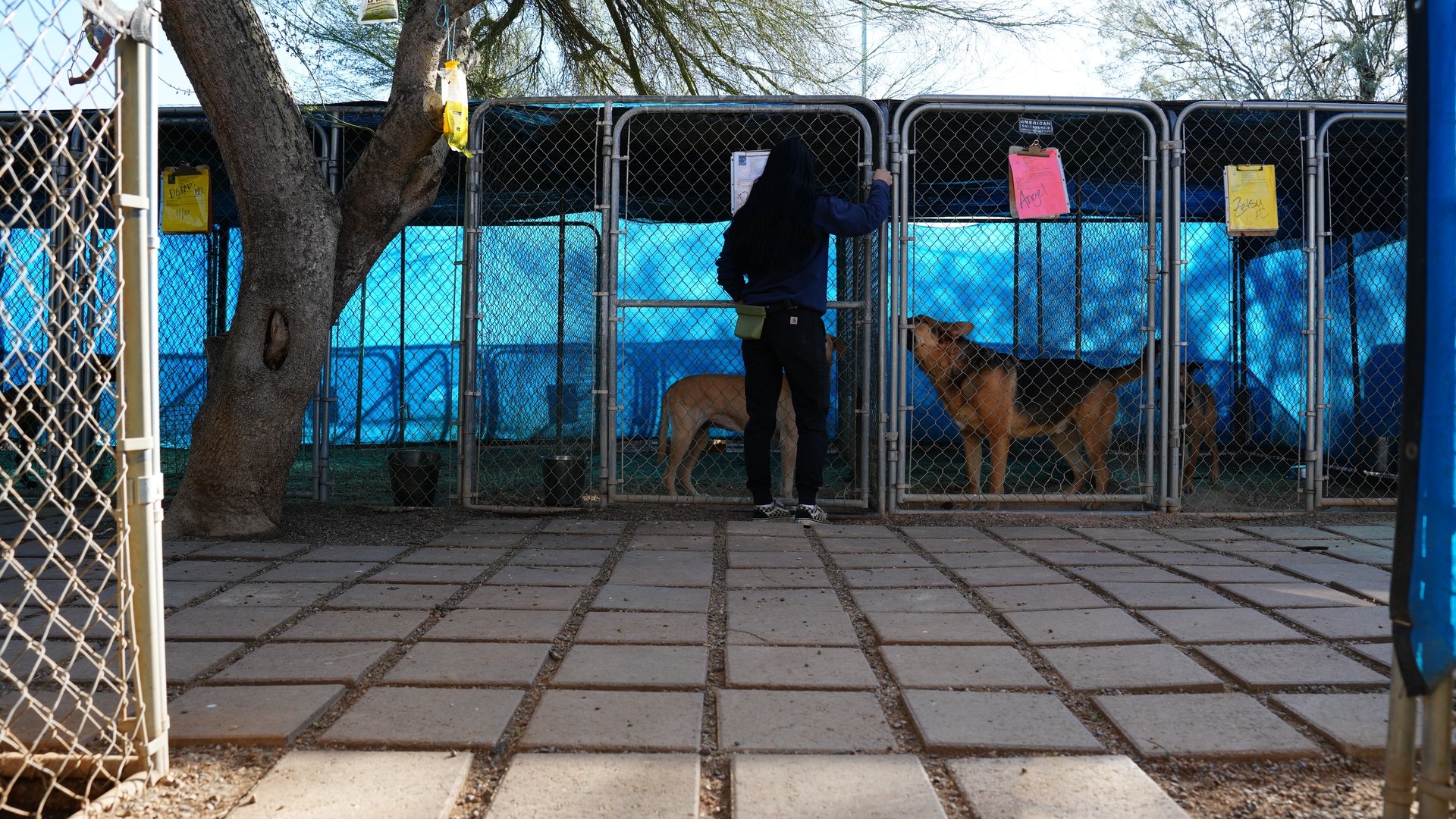 A Partners Dogs staff member checking on dogs in the outdoor boarding kennel runs, the kind of daily attention a long-stay boarding dog gets while its family travels.