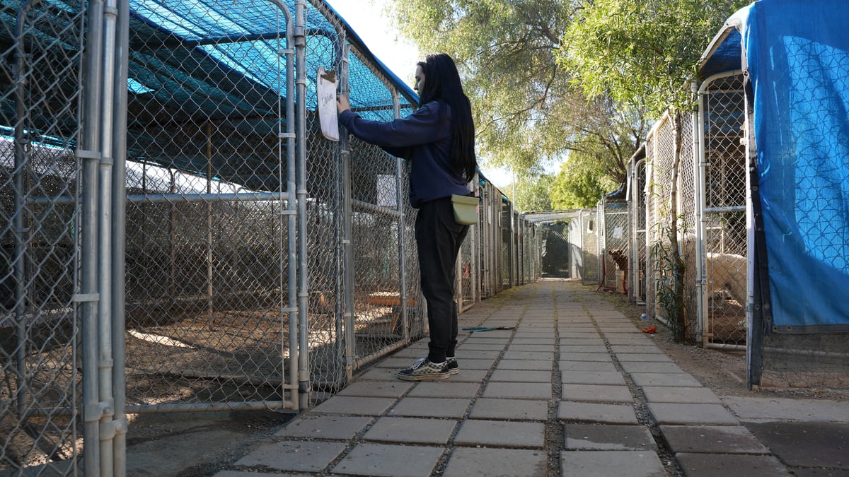 Shaded, covered kennel row at the Partners Dogs Cave Creek facility, staff checking on a dog during a Phoenix summer boarding stay