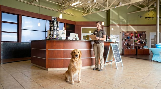 A golden retriever sits calmly on the lobby floor while a Partners Dogs staff member behind the front desk reviews an intake clipboard, deciding whether the dog is ready for DayCamp or needs the individualized structure of DaySchool.