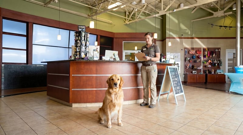 A golden retriever sits calmly on the lobby floor while a Partners Dogs staff member behind the front desk reviews an intake clipboard, deciding whether the dog is ready for DayCamp or needs the individualized structure of DaySchool.
