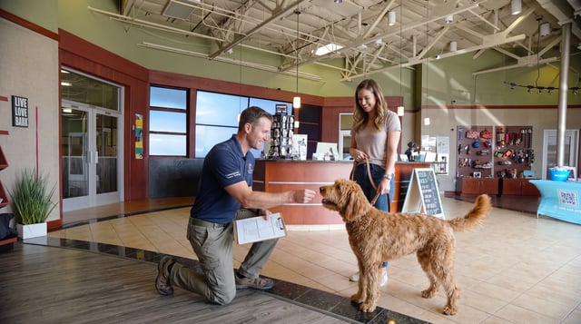 A male trainer kneels and offers a treat pinched between his fingers to an adult goldendoodle at a lobby check-in desk, while the dog's owner holds the leash and smiles.