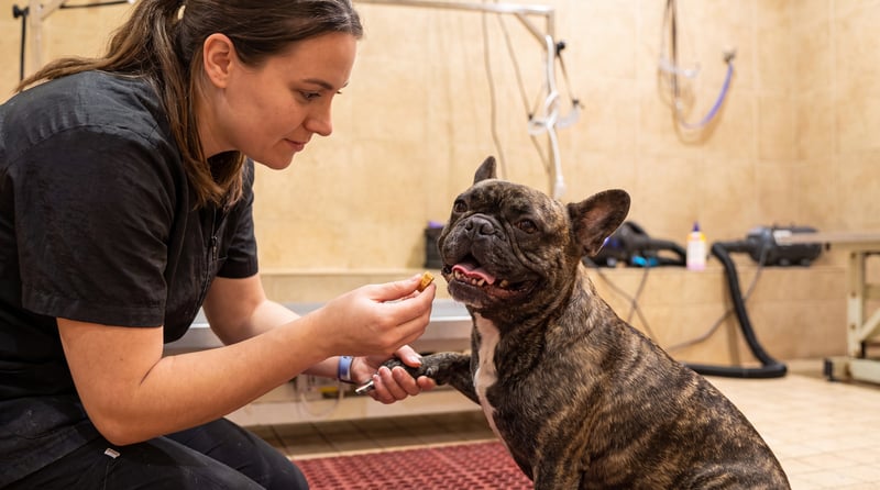 A Partners Dogs groomer offering a treat while gently holding a French Bulldog's paw during a calm nail trim.