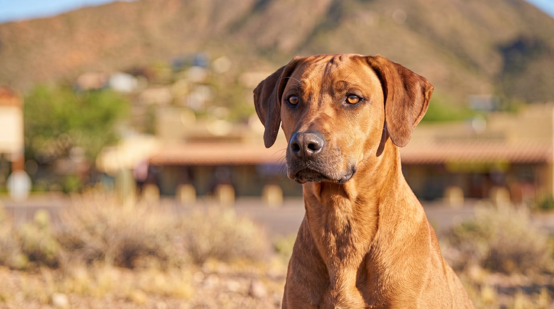 An alert Rhodesian Ridgeback sitting outdoors against an Arizona desert backdrop, the kind of dog whose off-leash instincts are worth a rattlesnake avoidance refresher.