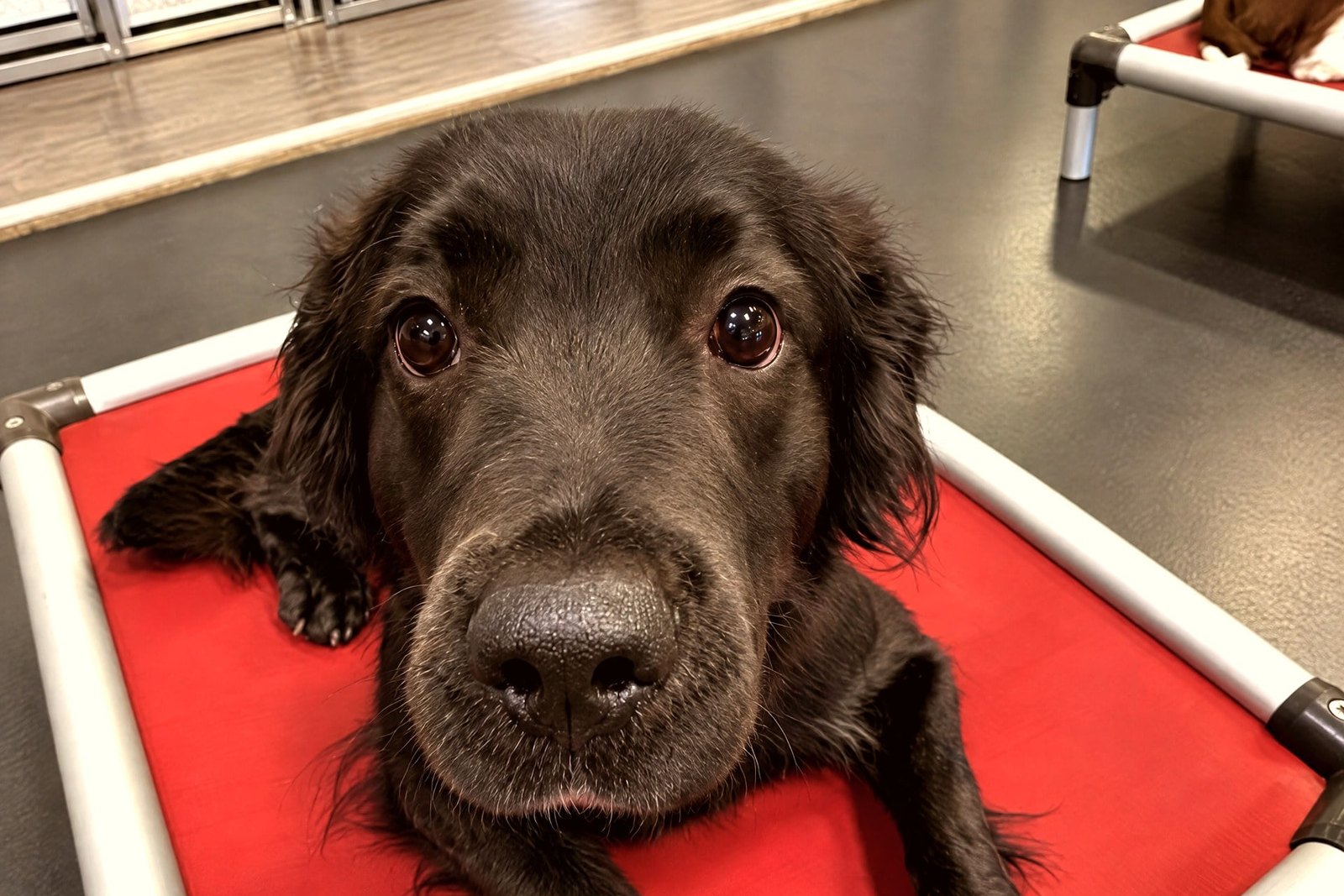 Black dog lying attentively on a red raised cot in a training room.