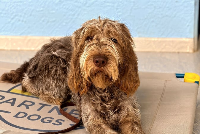Wirehaired pointing griffon resting calmly on a raised training cot indoors.