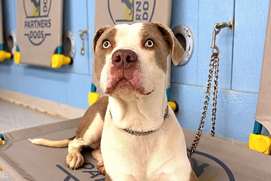 Pit bull type dog lying on a branded training cot, tethered in an indoor training room.
