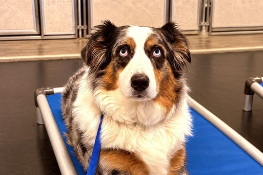 Australian Shepherd lying on a blue training cot on a leash, looking forward.