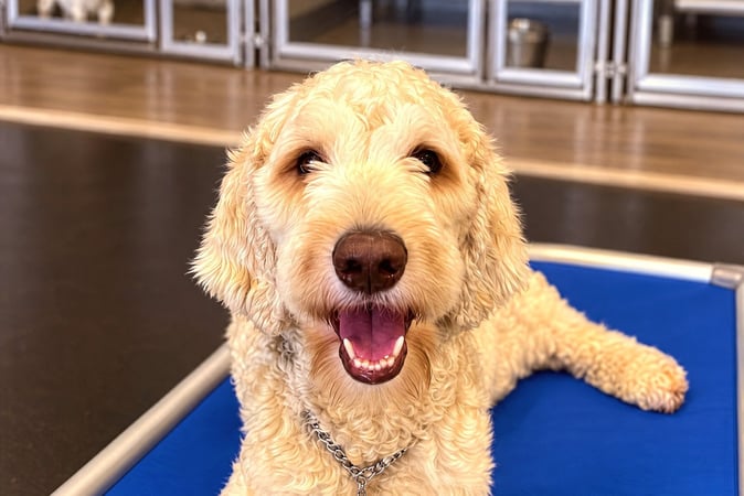 Fluffy golden doodle lying calmly on a blue elevated cot indoors.