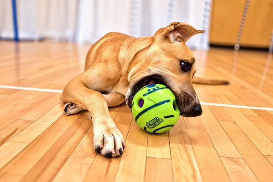 Tan short-haired dog lying on a wood floor chewing a green interactive ball toy.