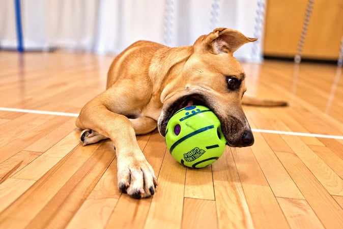Tan short-haired dog lying on a wood floor chewing a green interactive ball toy.