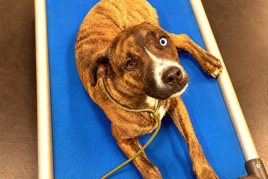 Brindle dog lying on a blue raised training cot with a slip lead attached.