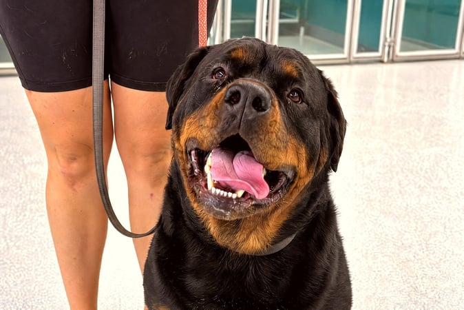 Black and tan Rottweiler sitting on a leash beside a handler inside a training facility.