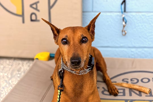 Brown dog lying on an elevated cot wearing training collars in a training facility.