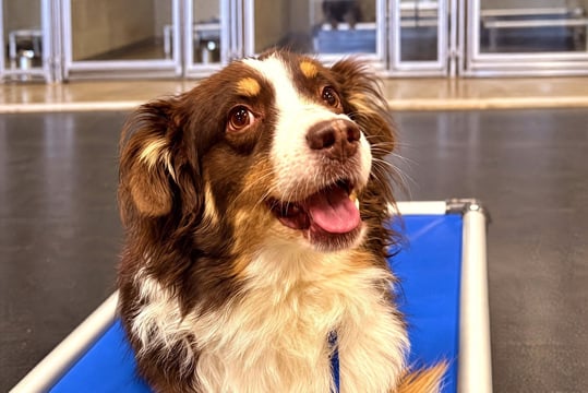 Red Australian Shepherd resting on a blue cot in a training room and looking up attentively.