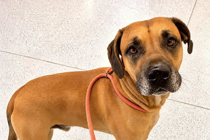 Short-haired brown dog standing indoors wearing a peach-colored rope slip lead.
